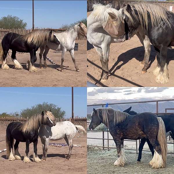 few-spot-gypsy-vanner-horse