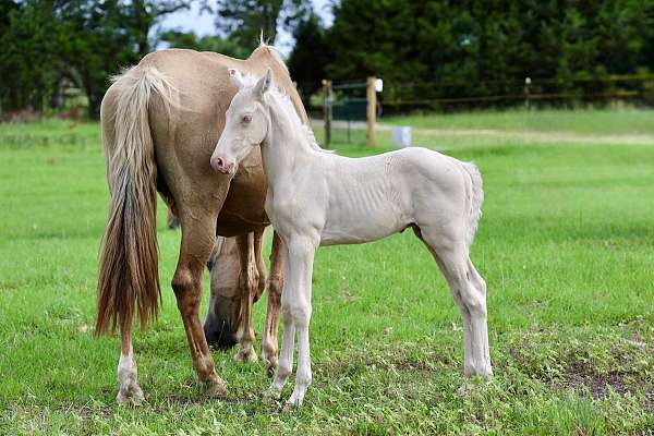 cremello-ancce-colt