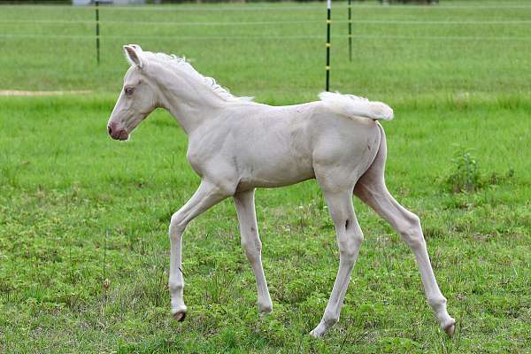 andalusian-colt