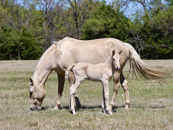 andalusian-palomino-colt