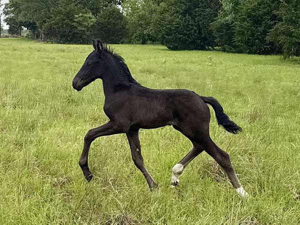 friesian-colt