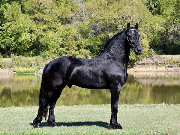 baroque-andalusian-friesian-horse
