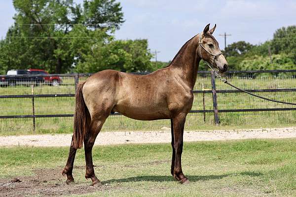 friesian-colt