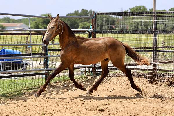 friesian-horse-for-sale