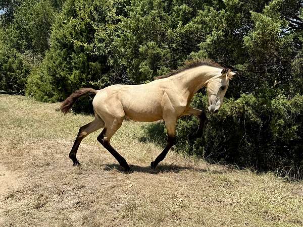 friesian-colt