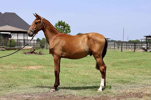 andalusian-colt