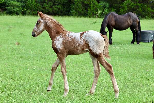 andalusian-filly