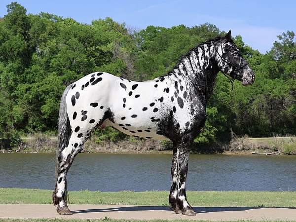 andalusian-horse-for-sale
