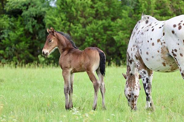 friesian-colt