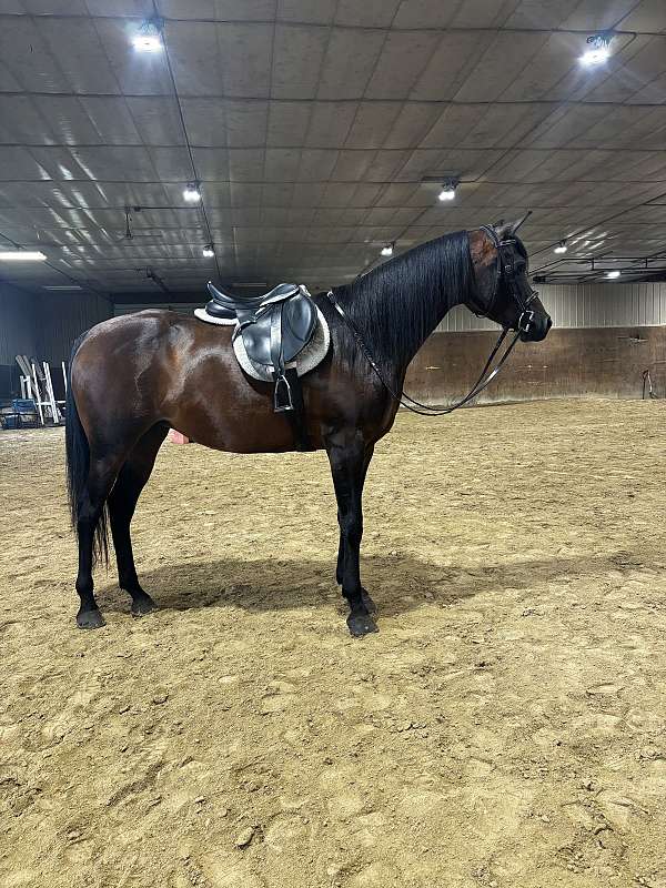 all-around-arabian-horse