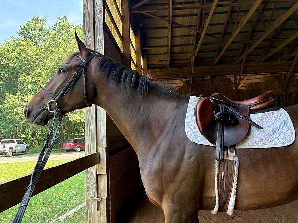 athletic-thoroughbred-horse