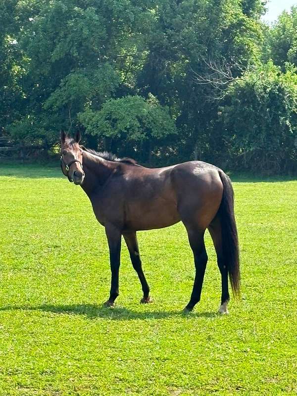 all-around-thoroughbred-horse