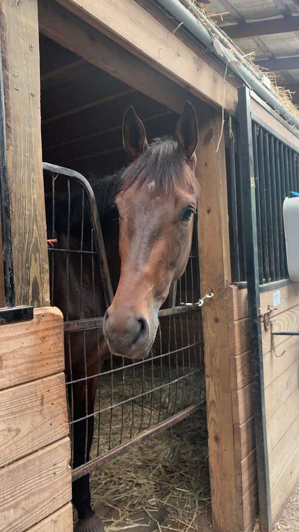 english-pleasure-thoroughbred-horse