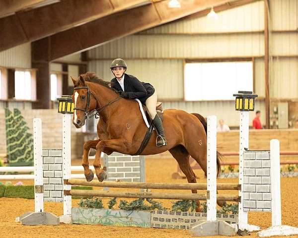 all-around-quarter-horse