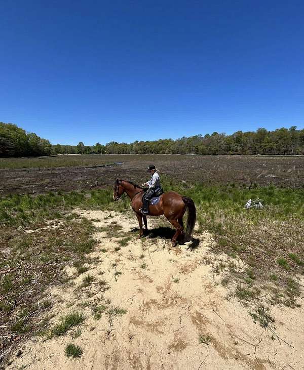 companion-quarter-horse
