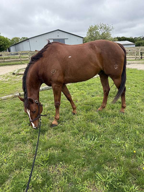 equitation-quarter-horse
