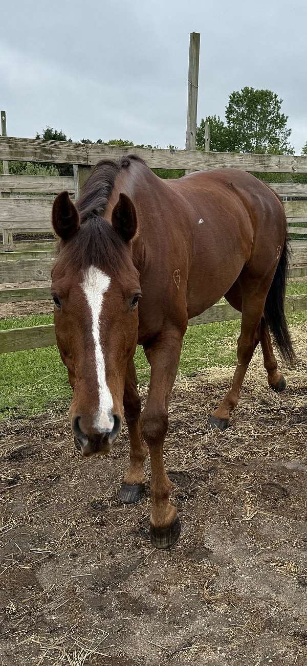 show-experience-quarter-horse