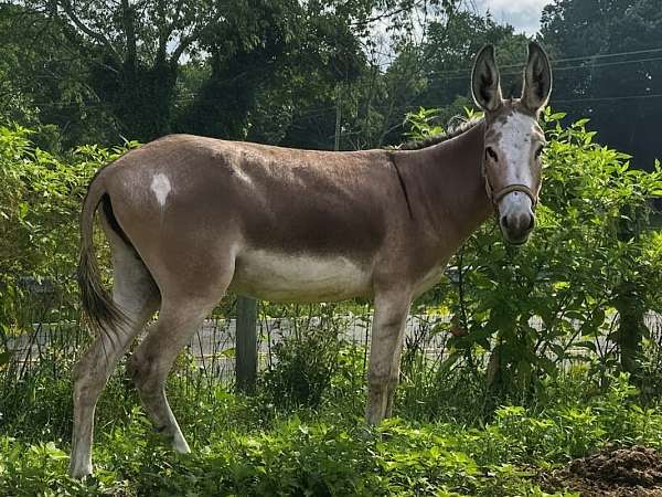 spotted-horse