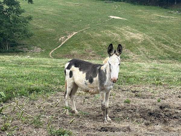 spotted-horse