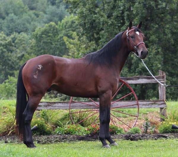 bay-standardbred-gelding