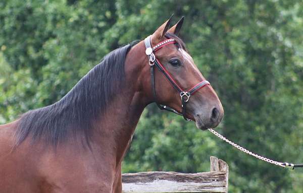 bay-usta-gelding