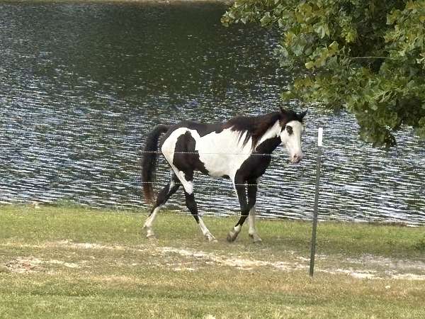 black-overo-tennessee-walking-filly