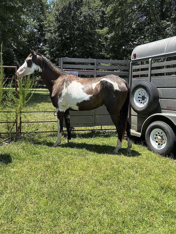 overo-horse