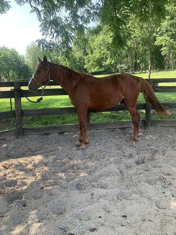 13-hand-belgian-colt