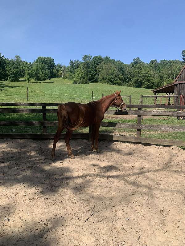 13-hand-belgian-horse