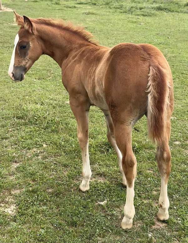 magnum-chic-dream-horse