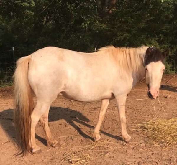 carolina-miniature-horse