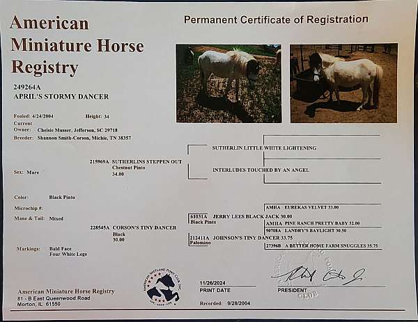 doc-holiday-miniature-horse