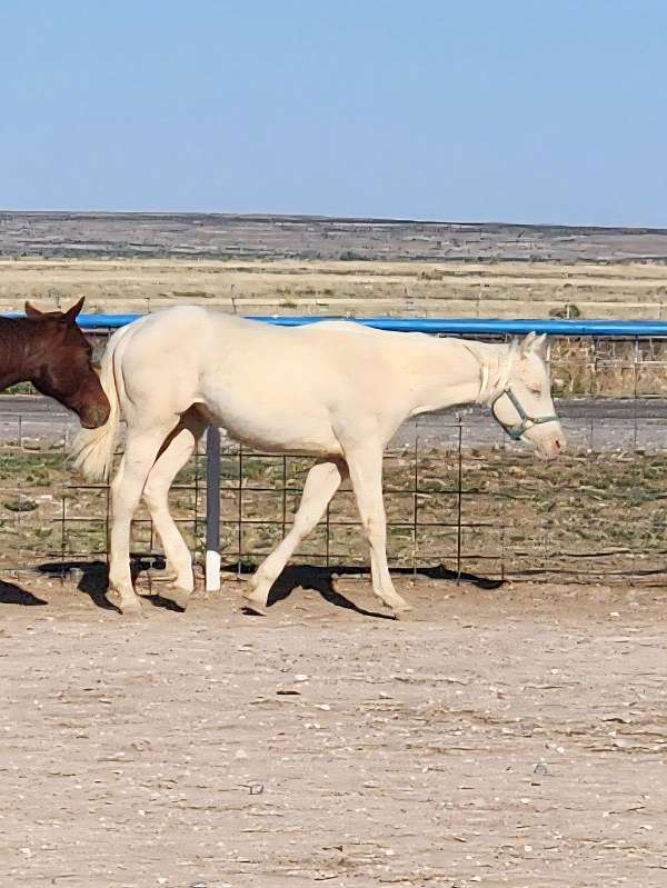 aqha-cremello-filly