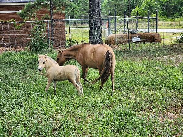 dunskin-miniature-horse