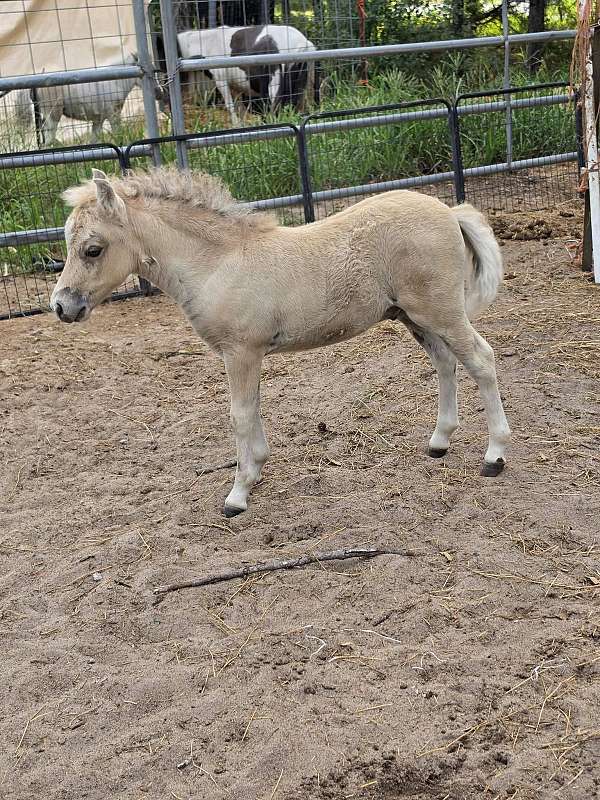 dunskin-partial-blue-eye-horse