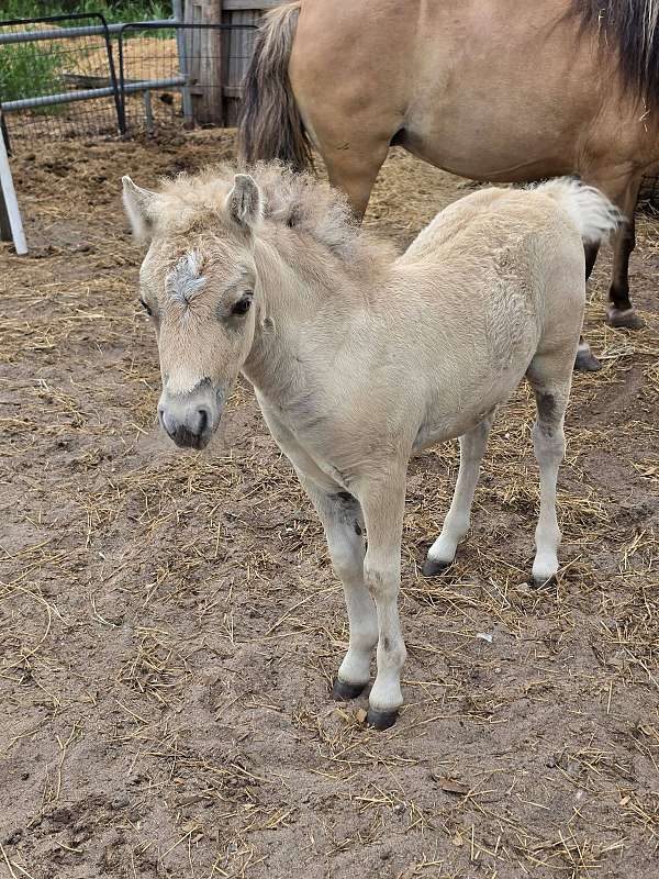 clear-miniature-horse