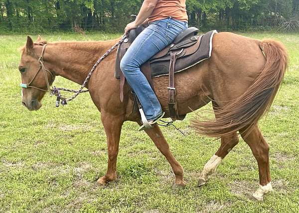 quarter-horse-mare