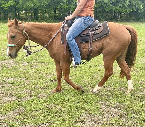 quarter-horse