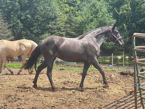 blue-roan-star-horse