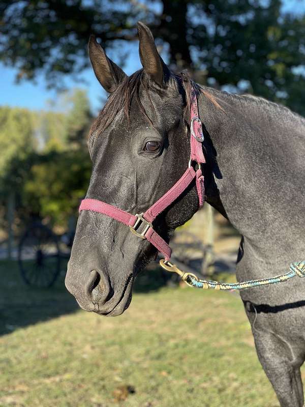 star-horse