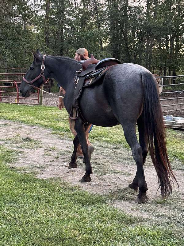 all-around-tennessee-walking-horse