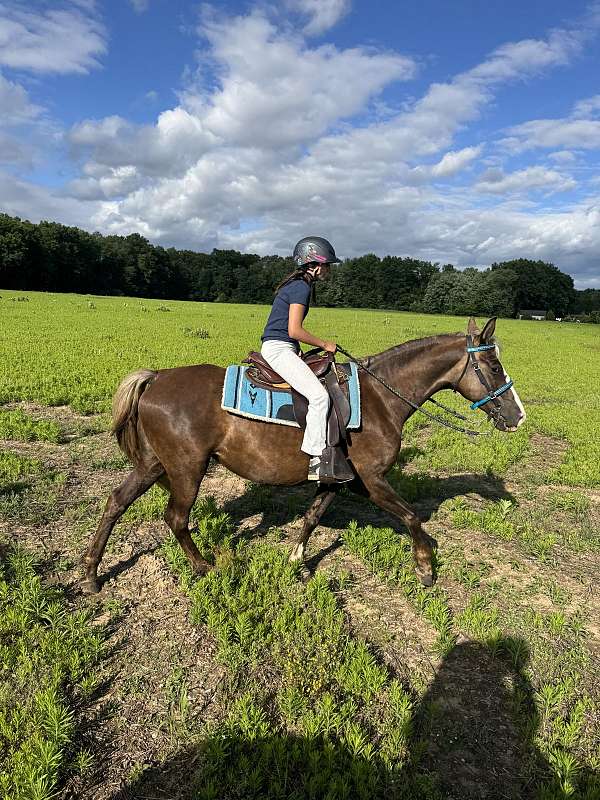 chocolate-brand-horse