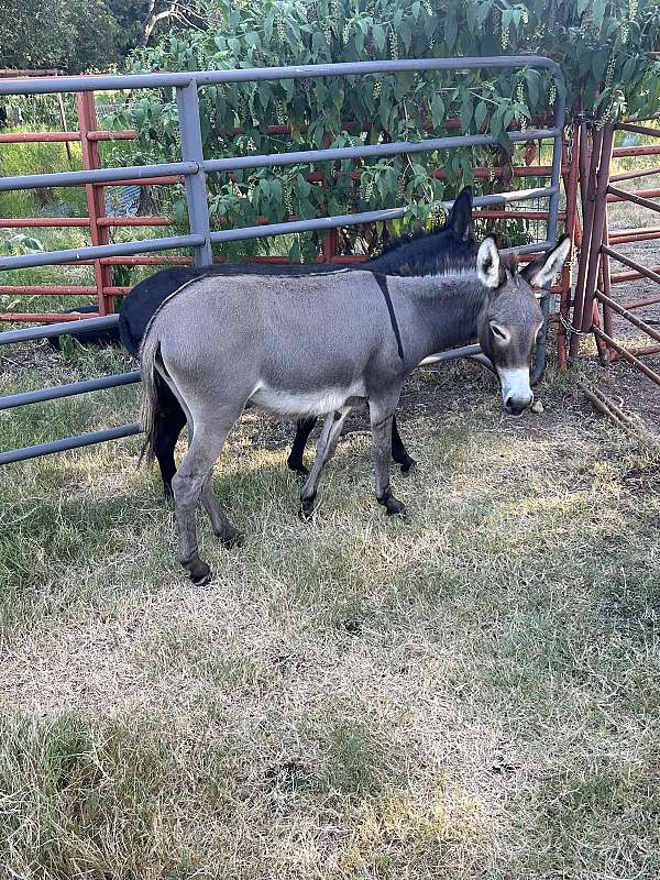 donkey-for-sale