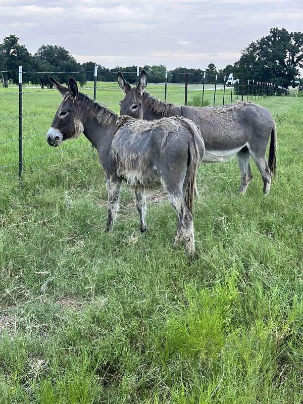 donkey