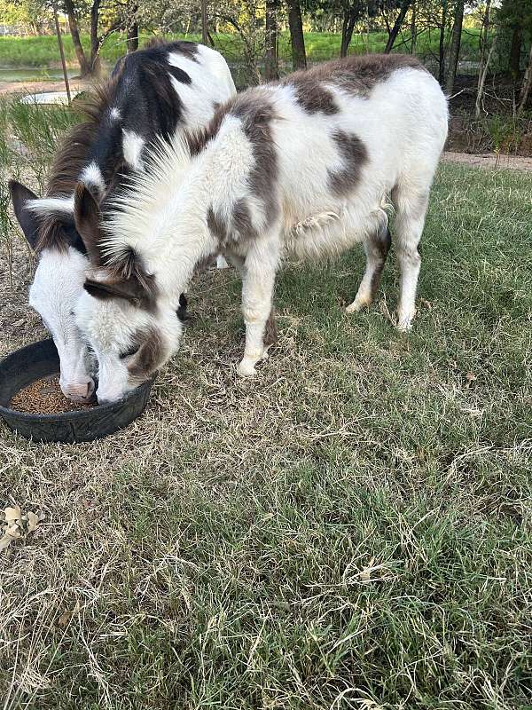 donkey-mare
