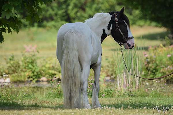 started-under-saddle-gypsy-vanner-horse