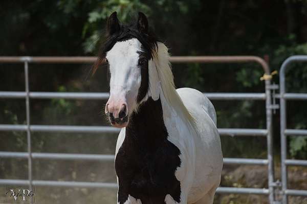 trail-riding-gypsy-vanner-horse