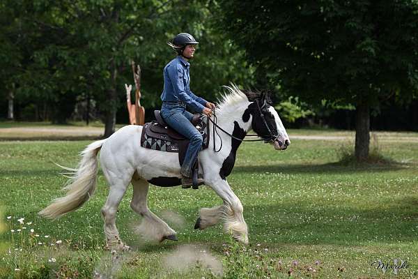 western-riding-gypsy-vanner-horse