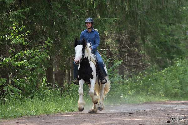 black-overo-gypsy-vanner-gelding