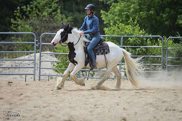 black-overo-started-under-saddle-horse